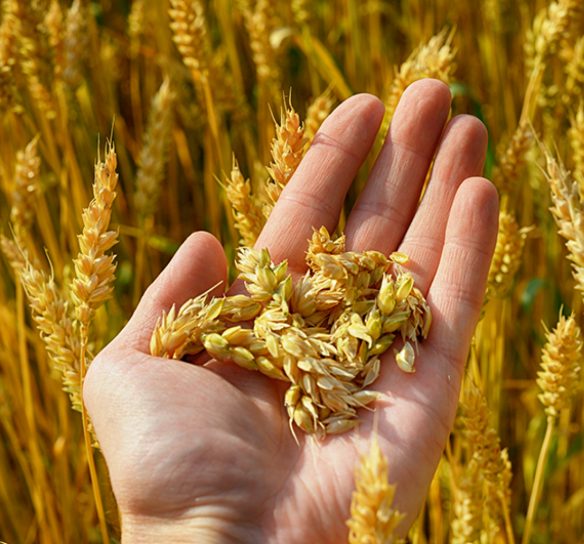 Graines de blé dans une main contenant des céramides et phytocéramides - Lipowheat™