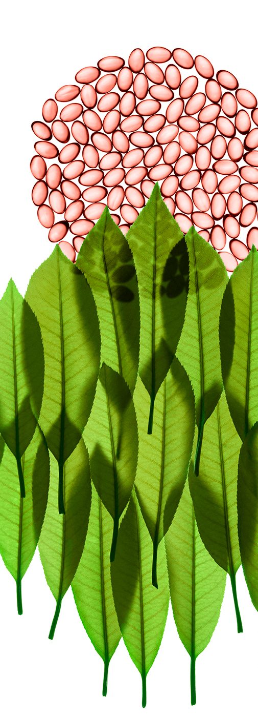 Illustration feuilles vertes et graines rose riche en SOD Superoxyde Dismutase l Lipowheat™